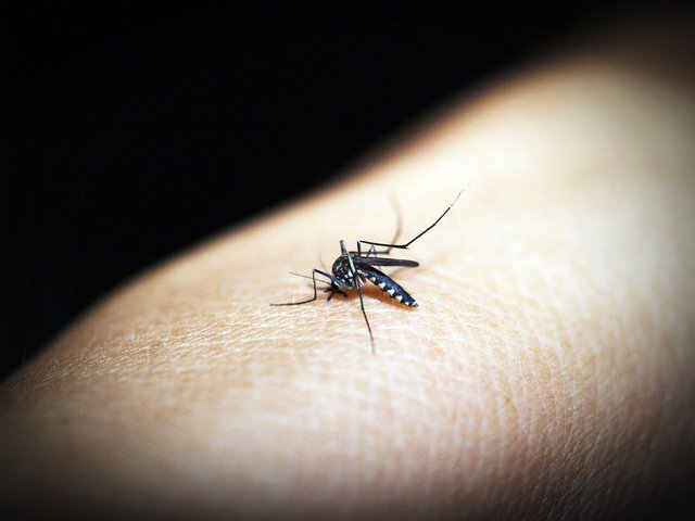 mosquitoe-1548946_1280.jpg
