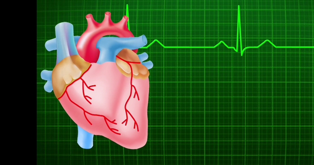 Circulatory System Human Anatomy..png