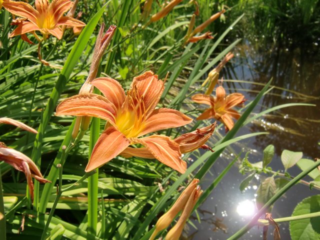 daylily Hemerocallis.JPG