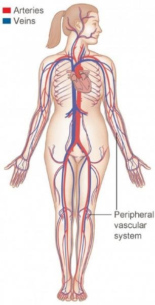 BLOOD VESSELS WOMAN.jpg