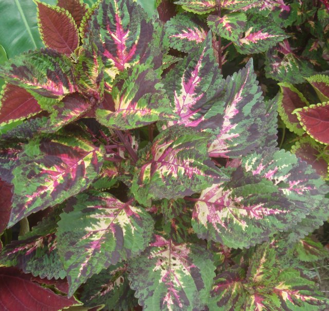 6Coleus.JPG