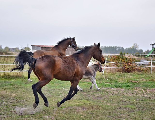 calestadowspolny galop.jpg