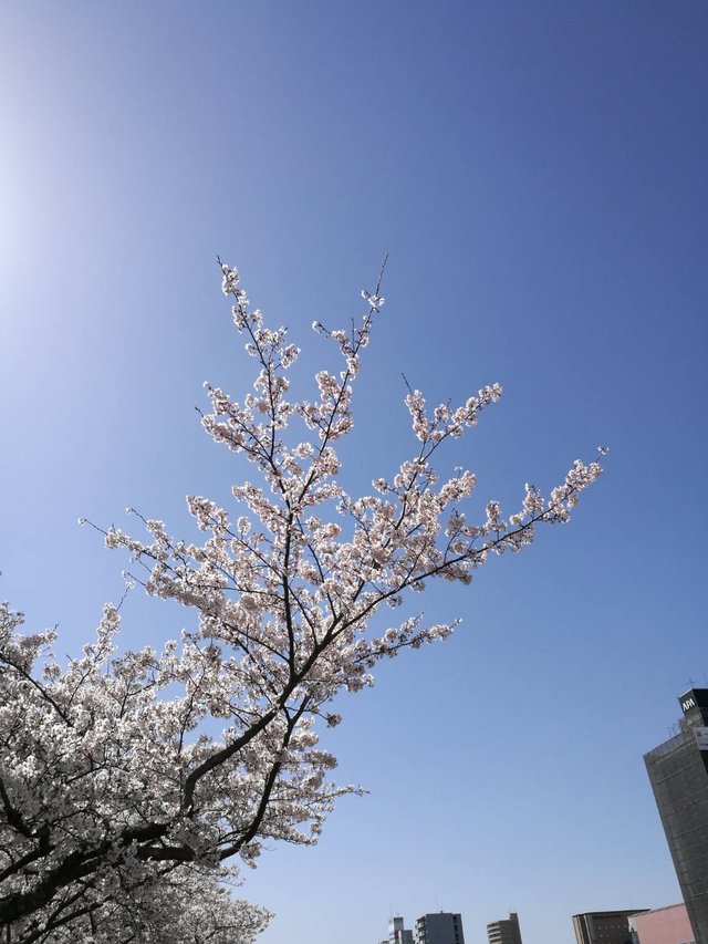Sakura10.jpg