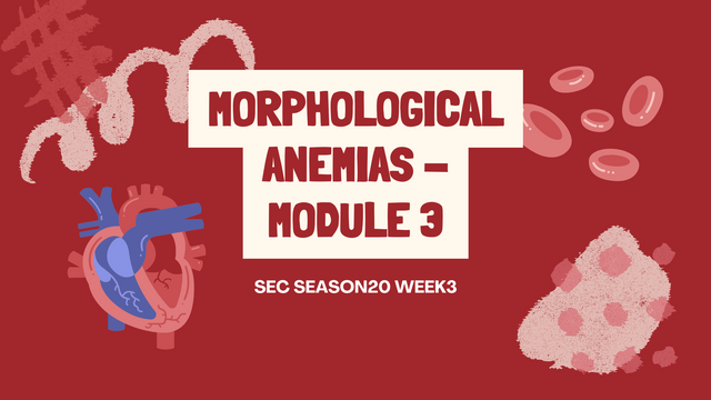 Morphological Anemias - Module 3.png