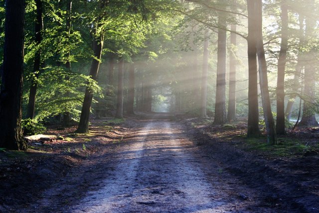 forest_landscape_light_nature_path_pathway_rays_road-925106.jpg!d.jpg
