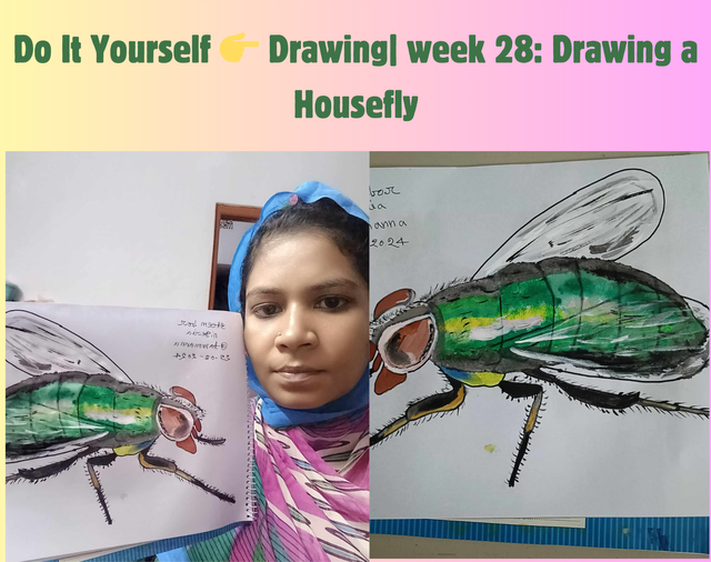 Do It Yourself 👉 Drawing week 28 Drawing a Housefly.png