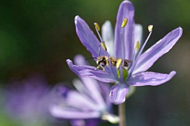 2 camassia bee.jpg