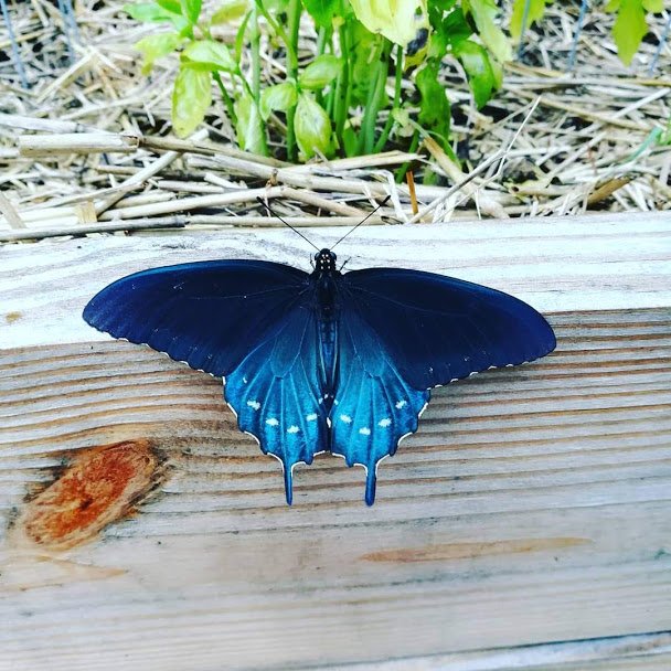 bluebutterfly.jpg