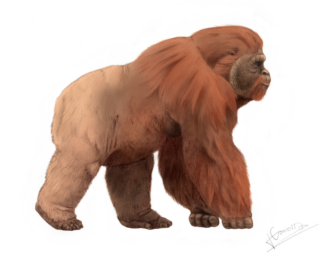 Gigantopithecus.png
