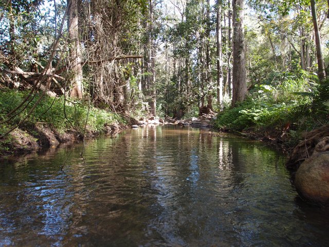 creek-forest-water-737040.jpg