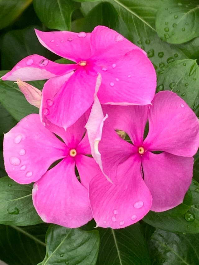 garden2.jpg
