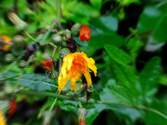 1wwDSC08901.JPG
