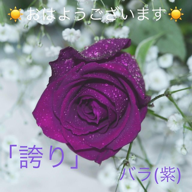 バラ 紫 の花言葉 Steemzzang