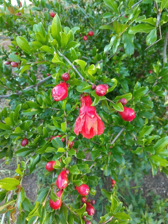 PomegranateShrubPD.jpg