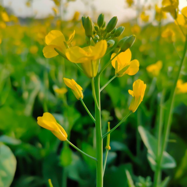 Mustard_plant_flower.jpg