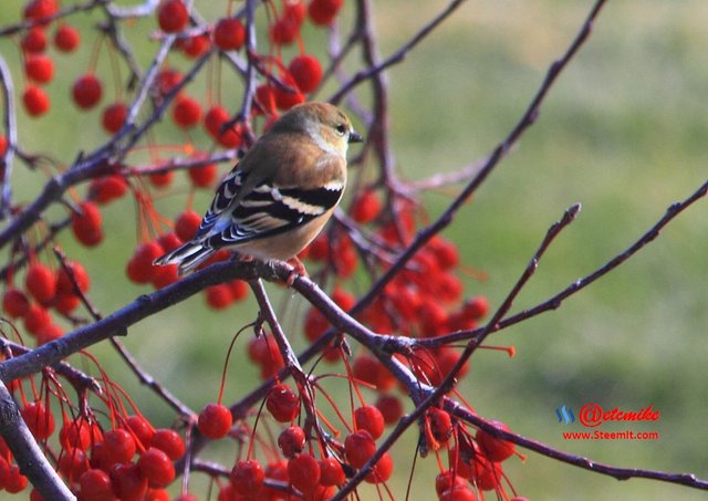 American Goldfinch IMG_0099.JPG