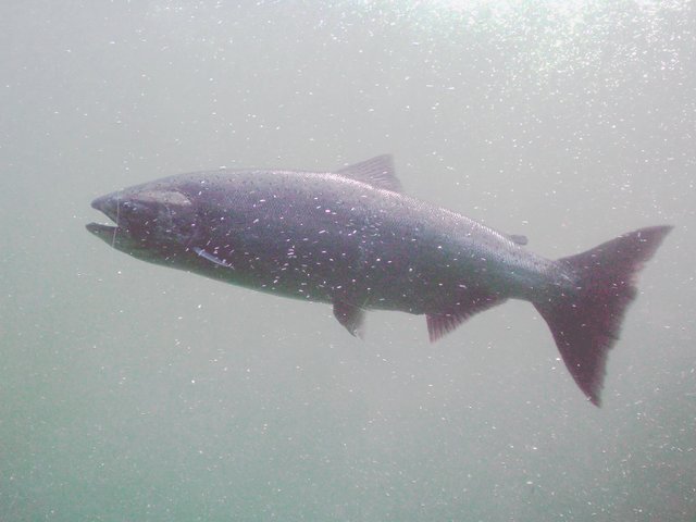 Chinook_(King)_salmon.jpg