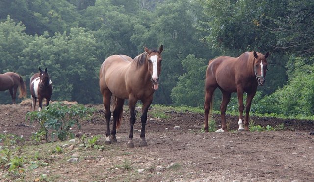 Mule horses.JPG