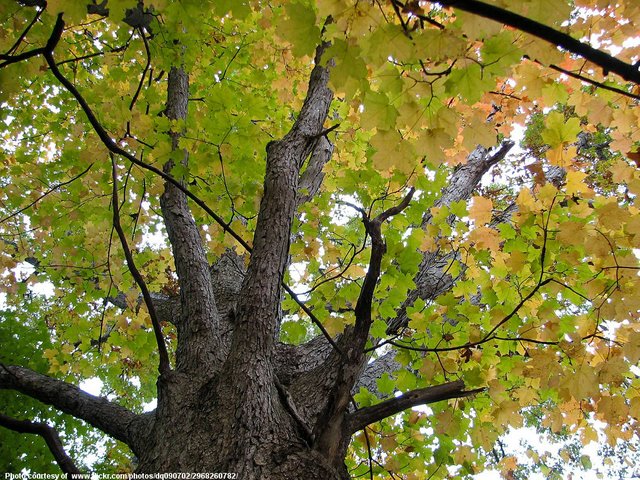 Early Autumn Tree-082216.jpg