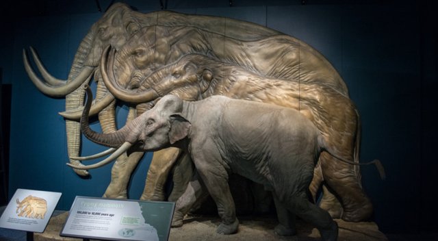 pygmy_mammoth_small.jpg