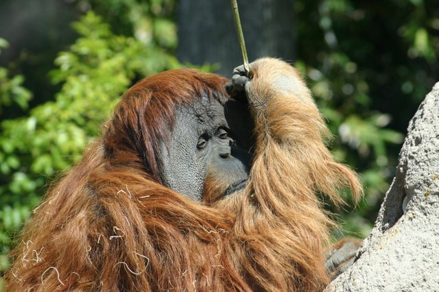 orangutan.jpg