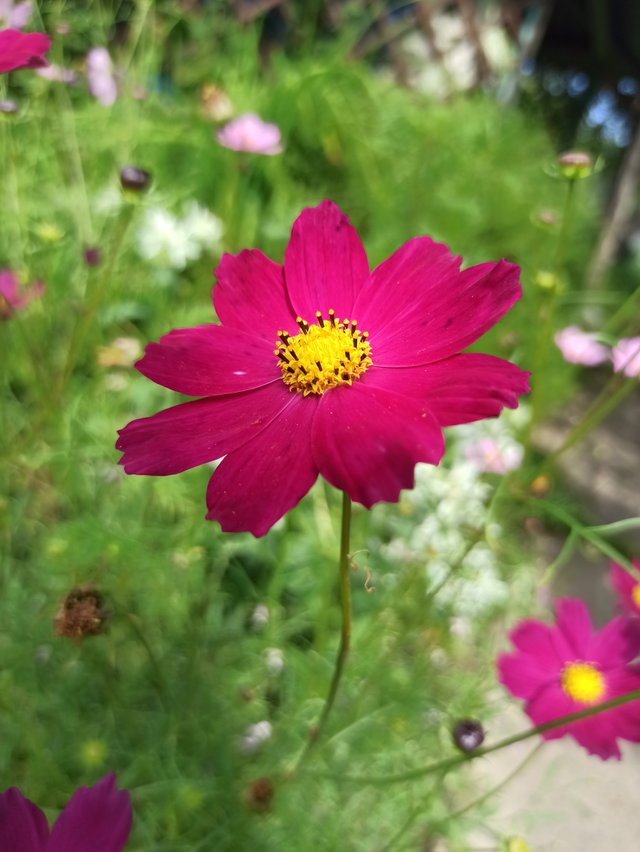 IMG_20250727_105045.jpg