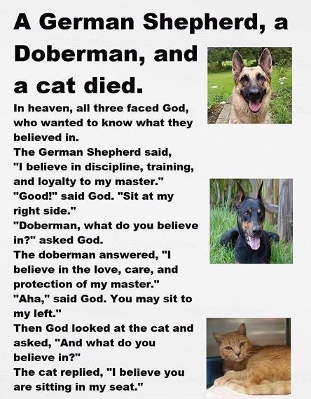sheperd doberman cat.jpg