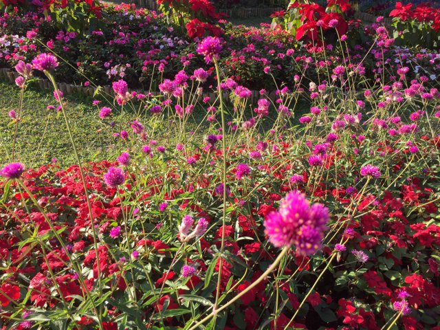 Mae Fah Luang Garden4.jpg