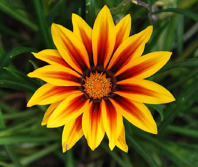 La Gazania 01.JPG