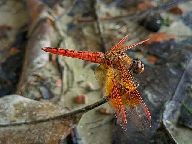 RIYAN_20241001_091959_🦋Macro Bee pro.PORTRAIT.jpg