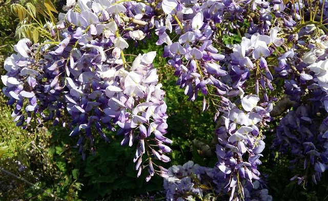 purple wisteria.jpg