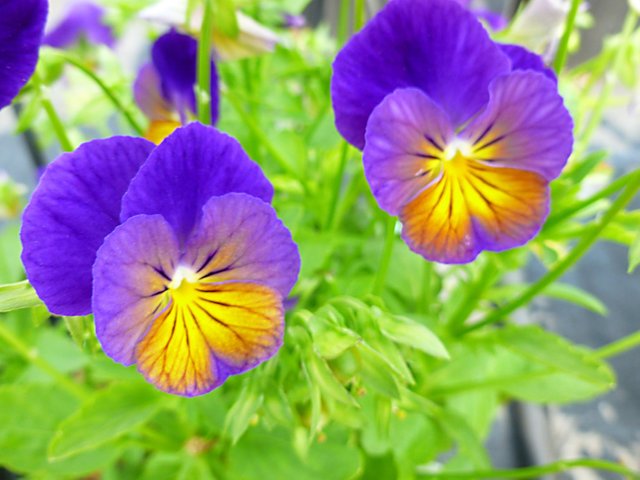 Viola-Celestial-Northern-Lights-002.jpg