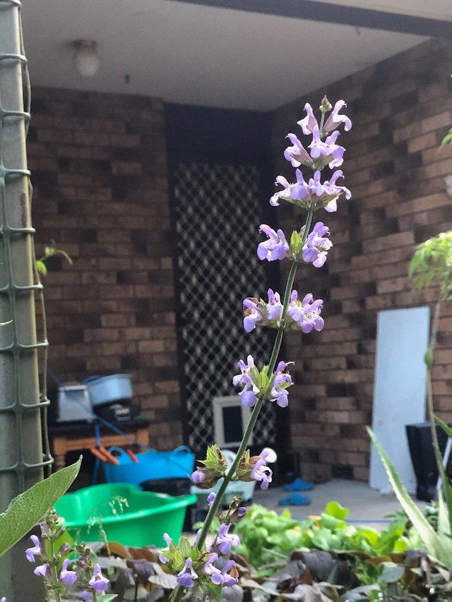 Sage purple flowers