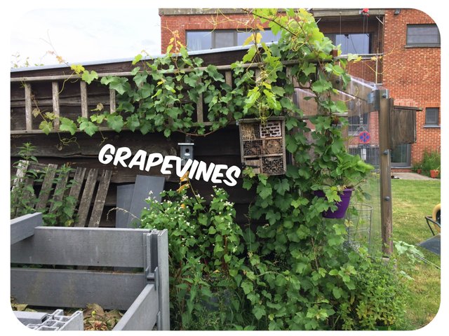 grapevines.jpg