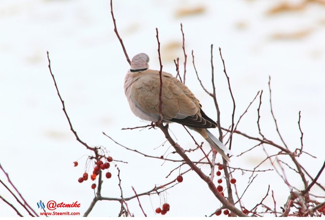 Eurasian Collared-Dove IMG_0007.JPG