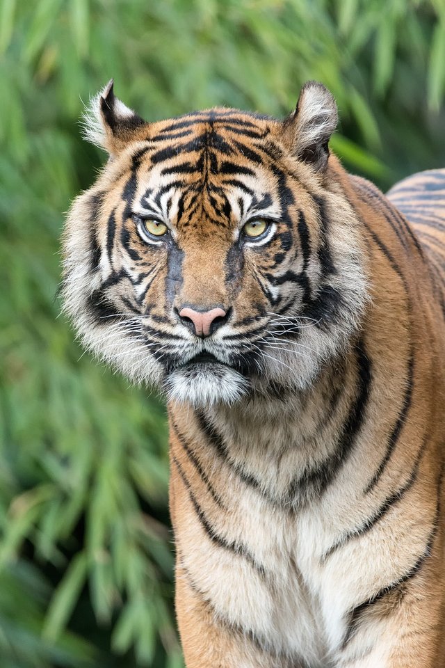 tiger-2152747_1280.jpg