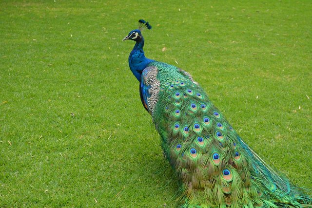 peacock-2916416_1280.jpg