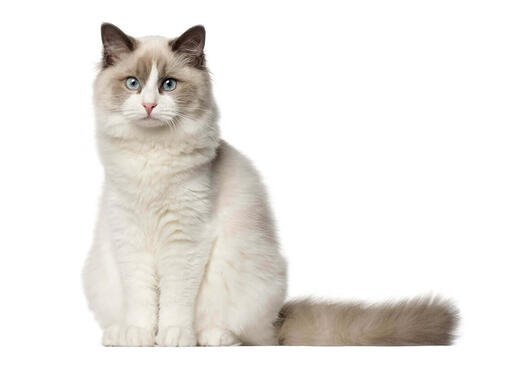 CAT BREED Hero Mobile_0013_Ragdoll.jpg