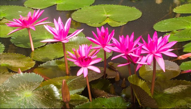 water lily.jpg