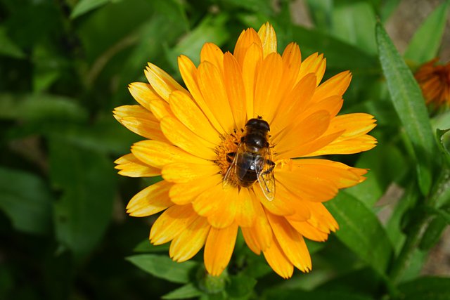 18-07-2018-marigold-dronefly-00456.jpg