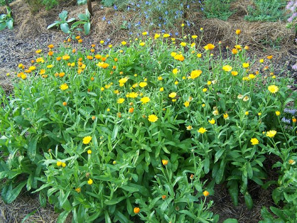 New Herb - Row 3, calendula crop July 2018.jpg