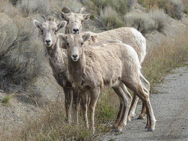 bighorn-sheep-330797_640.jpg