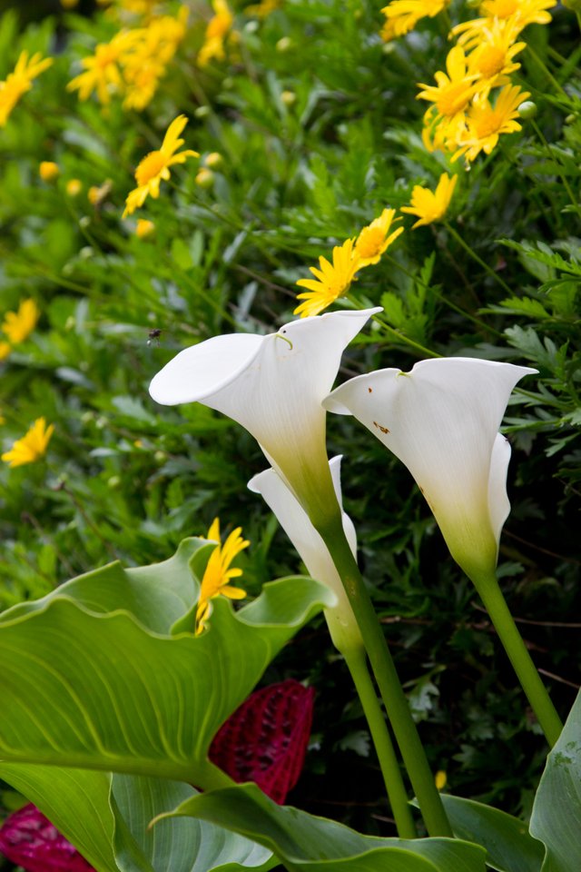 Calla lily symbol of purity - Lirio de cala símbolo de pureza — Steemit