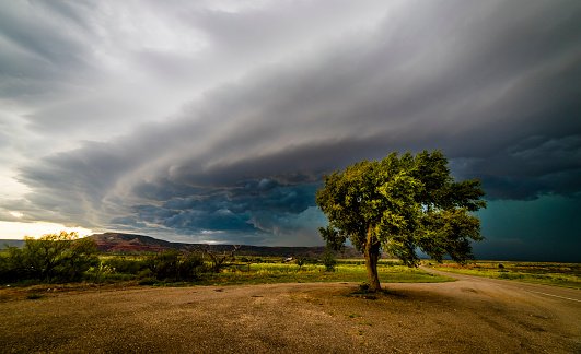 tree-versus-storm.jpg