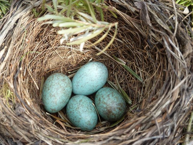 blackbird-nest-2206124_1280.jpg