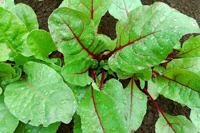 Beet-Greens-Ready-to-Harvest.jpg