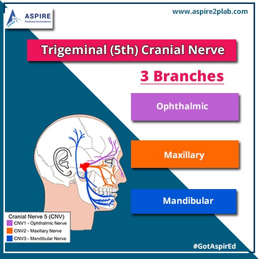 trigeminal 1.jpg