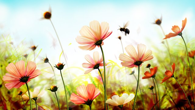 flowers_5120x2880_2fdft.jpg