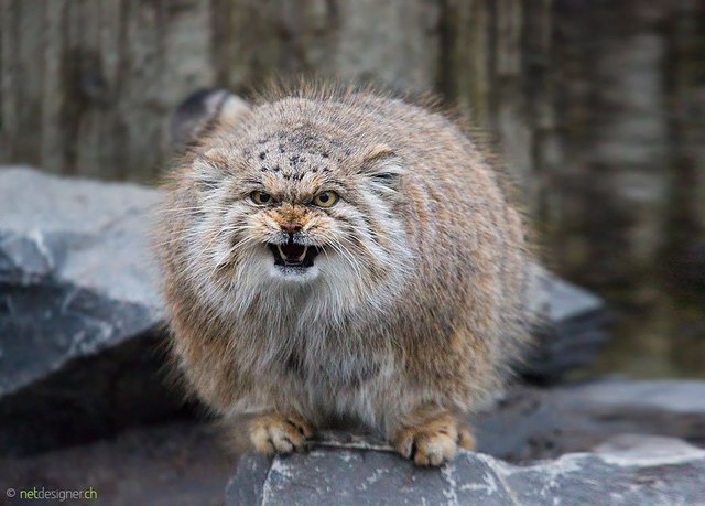 manul-scary.jpg