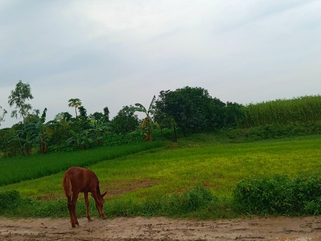 IMG_20250720_153142.jpg